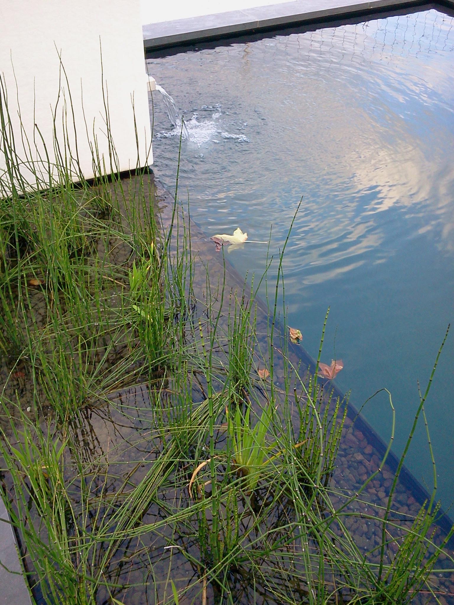 Piscine naturelle avec végétation
